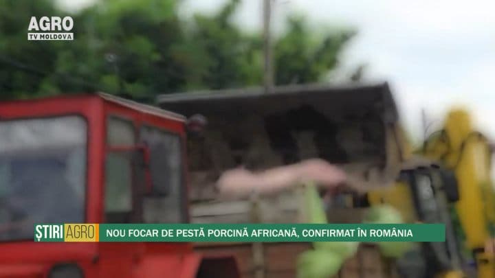 Nou focar de pestă porcină africană, confirmat în România
