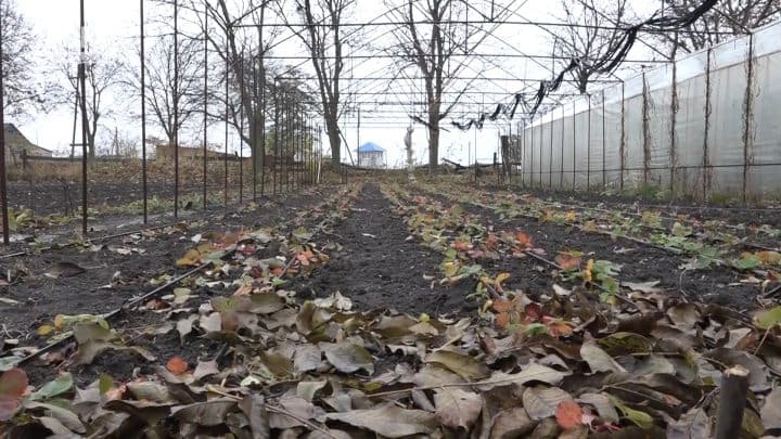 Cultivarea culturii de căpșun – detalii, soluții și beneficii