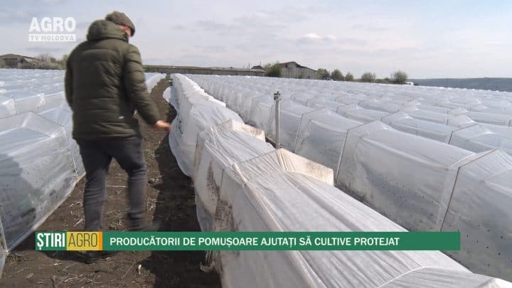 Producătorii de pomușoare ajutați să cultive protejat