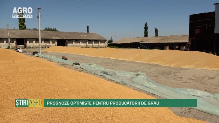 Prognoze optimiste pentru producătorii de grâu