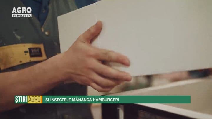 Și insectele mănâncă hamburgeri
