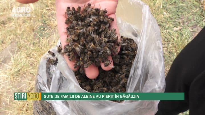 Sute de familii de albine au pierit în Găgăuzia