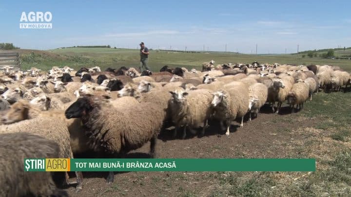 Tot mai bună-i brânza acasă