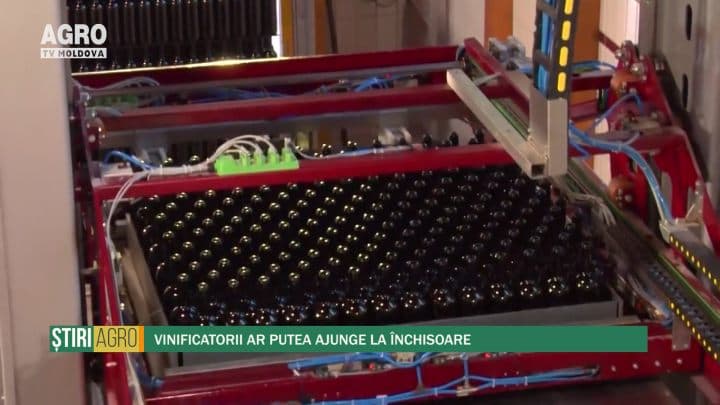 Vinificatorii ar putea ajunge la închisoare