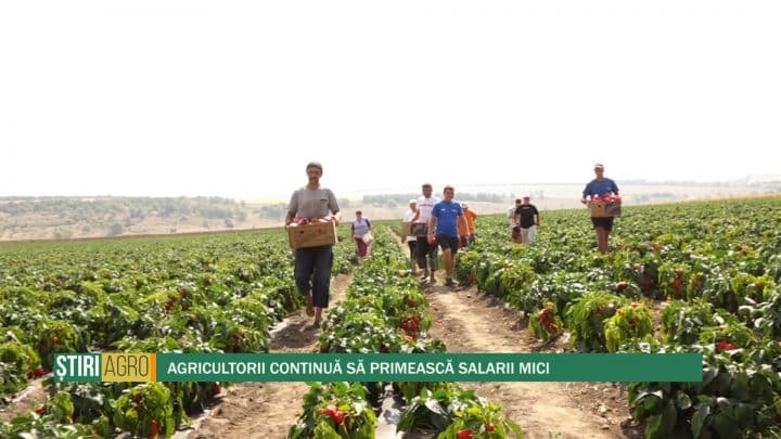 Agricultorii continuă să primească salarii mici