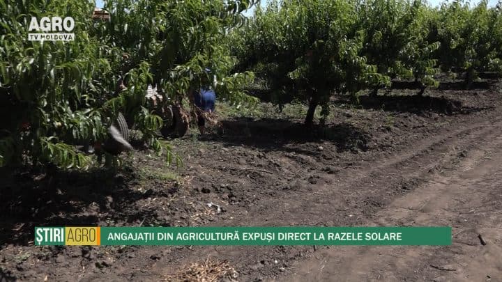 Angajații din agricultură expuși direct la razele solare