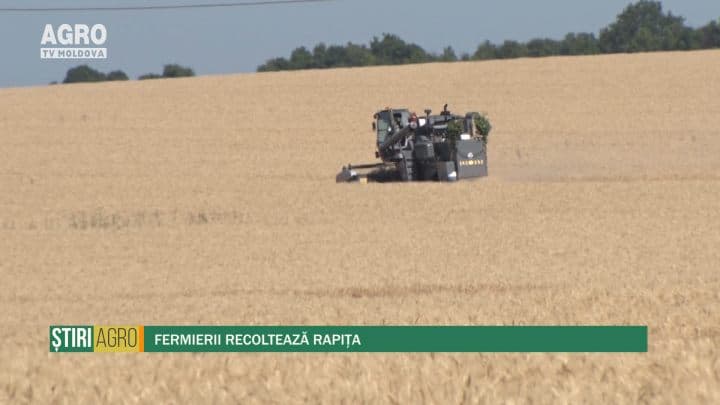 Fermierii recoltează rapița
