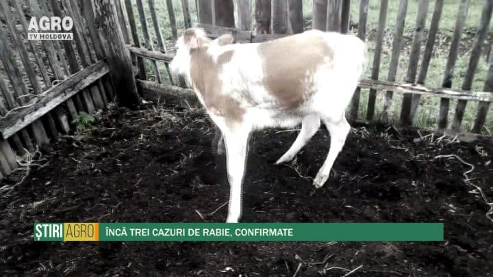 Încă trei cazuri de rabie, confirmate