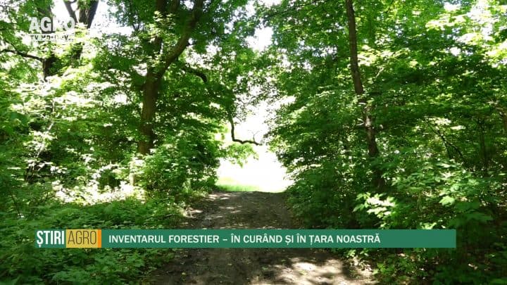 Inventarul forestier – în curând și în țara noastră