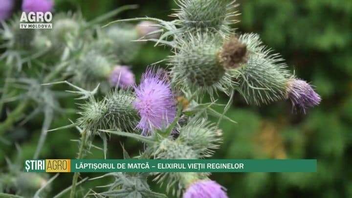 Lăptișorul de matcă – Elixirul vieții reginelor