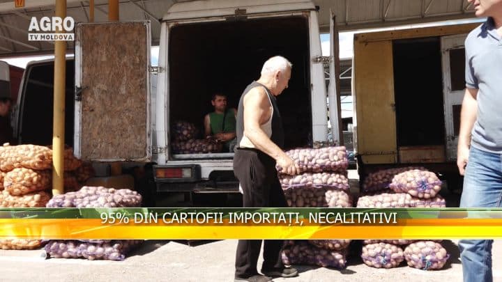 95% din cartofii importați, necalitativi