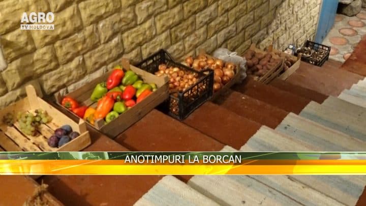 Anotimpuri la borcan