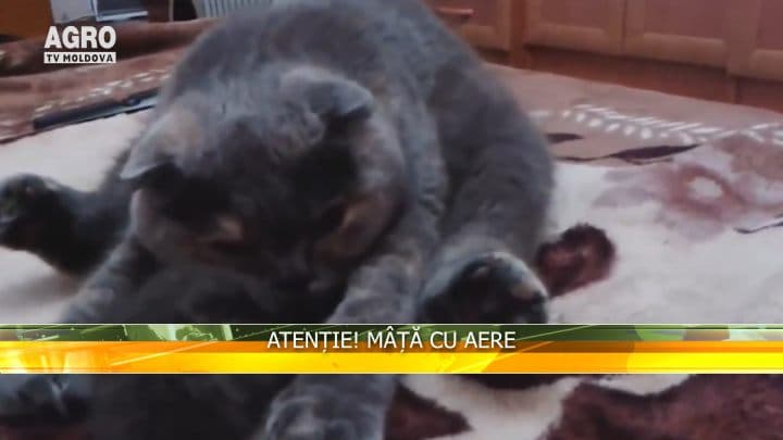 Atenție! Mâță cu aere
