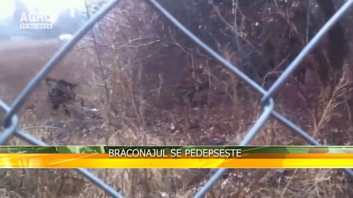 Braconajul se pedepsește