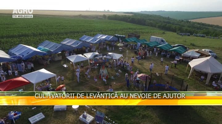 Cultivatorii de levănțică au nevoie de ajutor