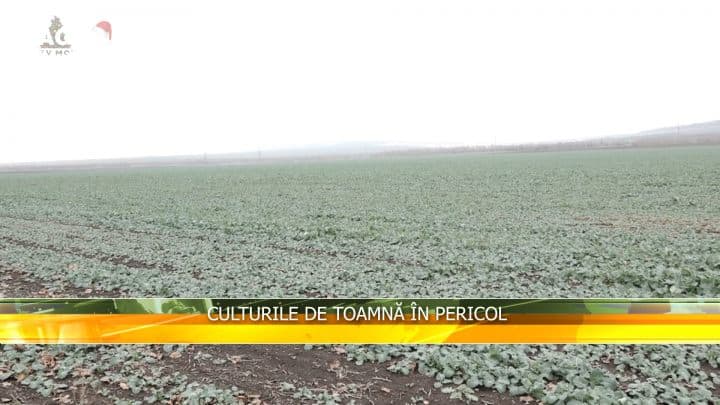 Culturile de toamnă în pericol