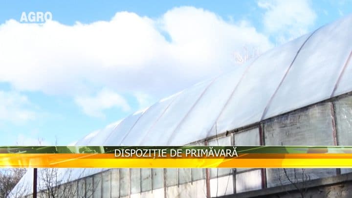 Dispoziție de primăvară