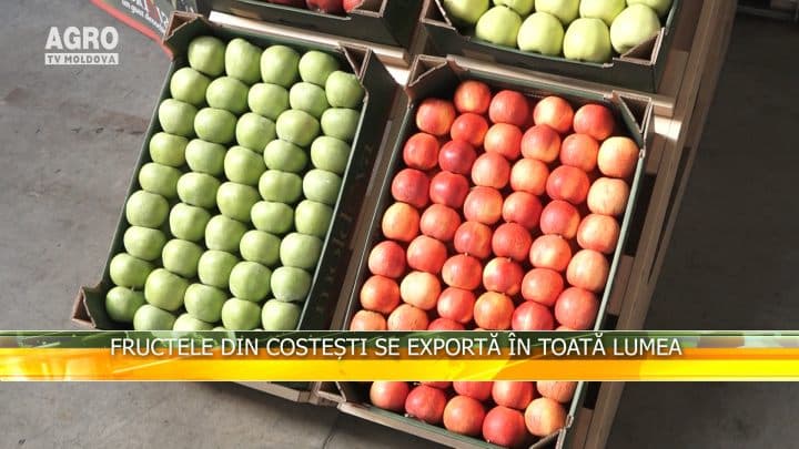 Fructele din Costești se exportă în toată lumea