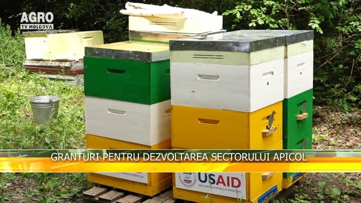 Granturi pentru dezvoltarea sectorului apicol