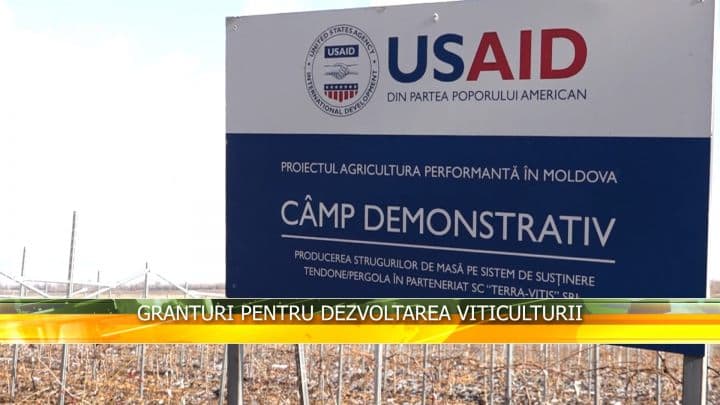 Granturi pentru dezvoltarea viticulturii