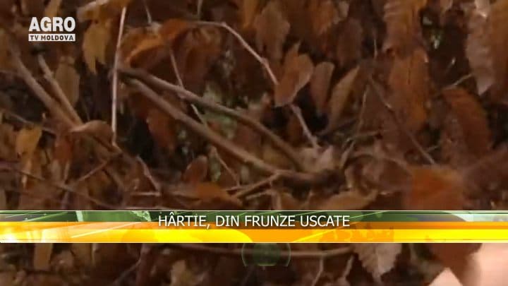 Hârtie, din frunze uscate