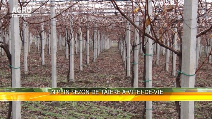 În plin sezon de tăiere a viței-de-vie