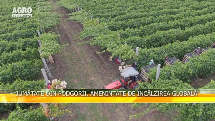 Jumătate din podgorii, amenințate de încălzirea globală