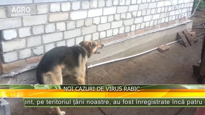 Noi cazuri de virus rabic