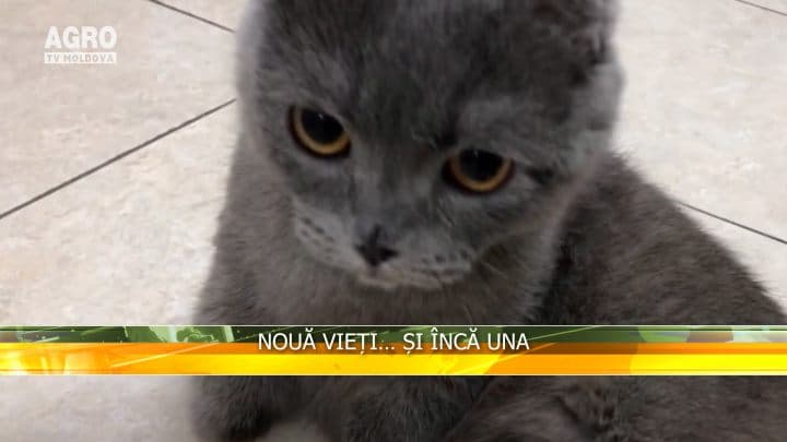 Nouă vieți… și încă una