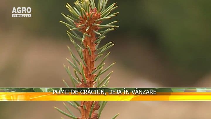 Pomii de Crăciun, deja în vânzare