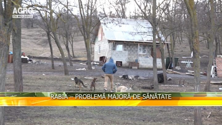 Rabia – problemă majoră de sănătate