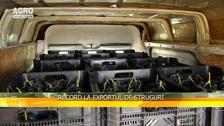 Record la exportul de struguri