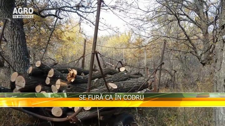 Se fură ca în codru