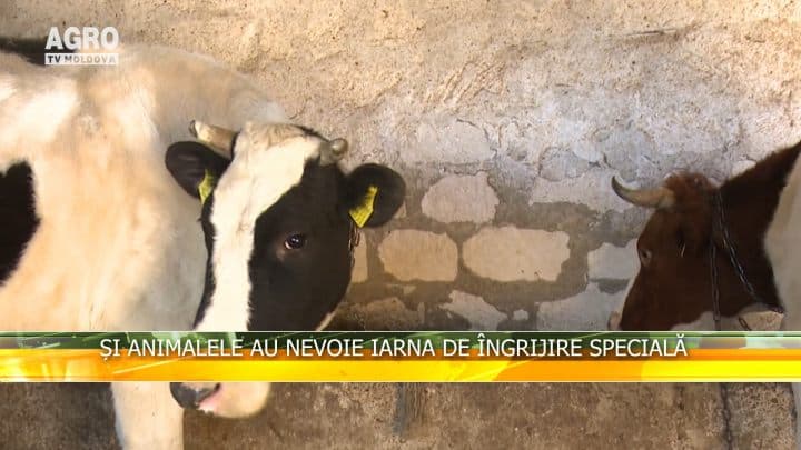 Și animalele au nevoie iarna de îngrijire specială