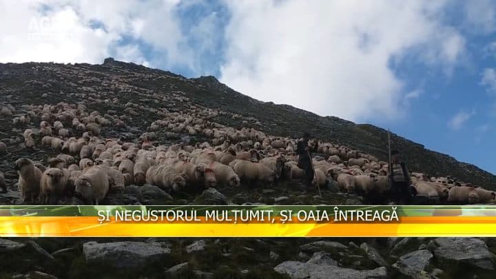 Și negustorul mulțumit, și oaia întreagă