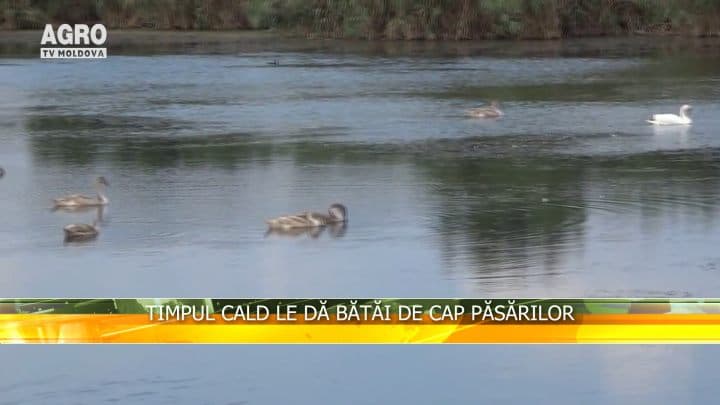 Timpul cald le dă bătăi de cap păsărilor