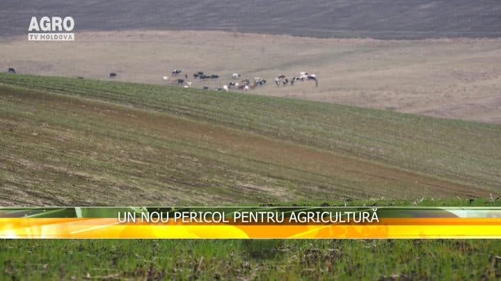 Un nou pericol pentru agricultură