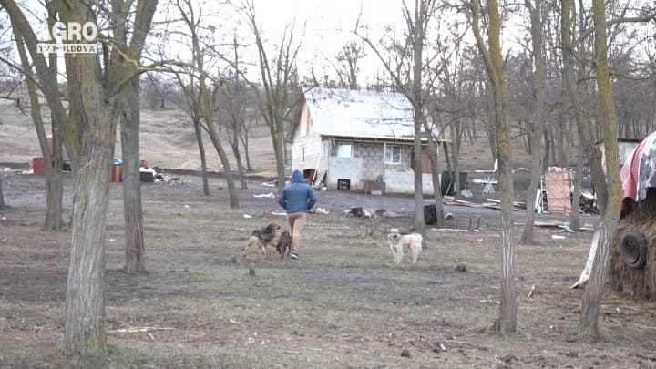 Alte cazuri de rabie în țară