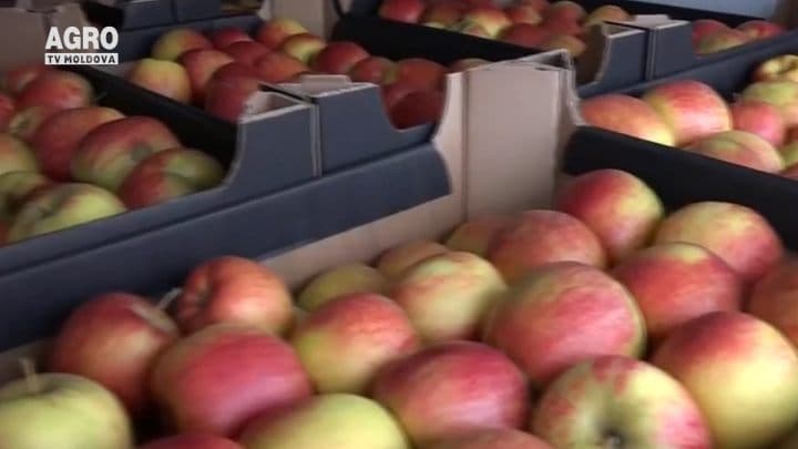 Comerțul din umbră cu Rusia, la egalitate cu cel oficial