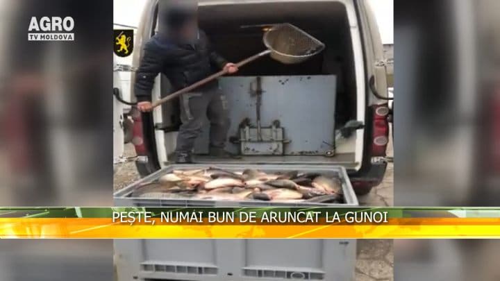 Pește, numai bun de aruncat la gunoi