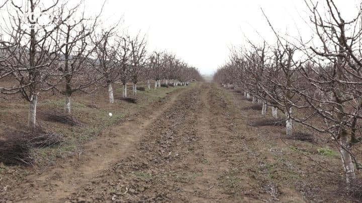 Primăvară grăbită, agricultură slăbită