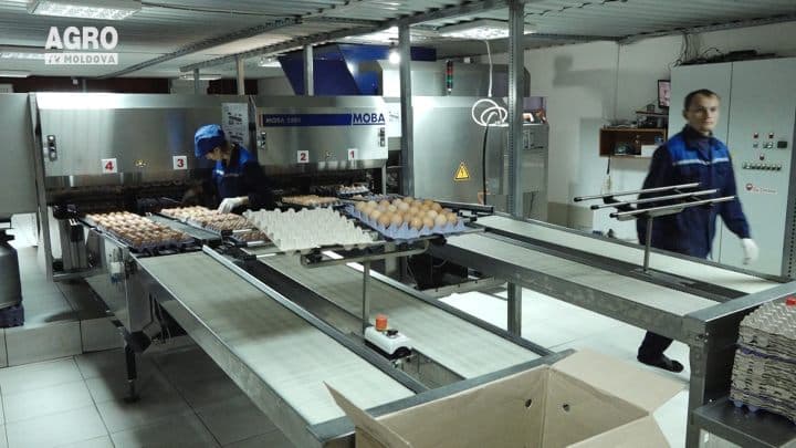Restricții la importul de ouă și carne de pasăre
