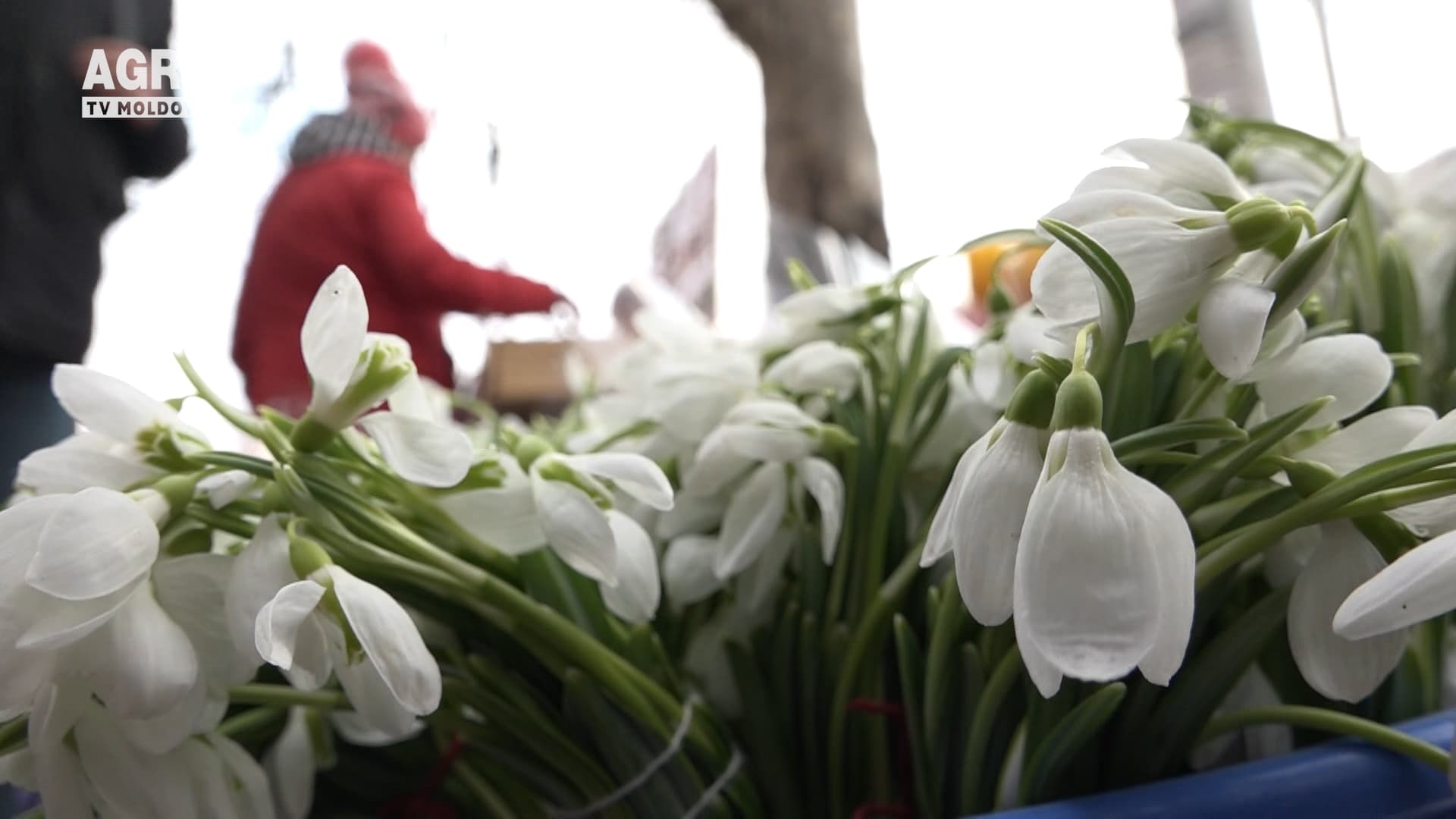 Amenzi pentru comercializarea florilor de primăvară
