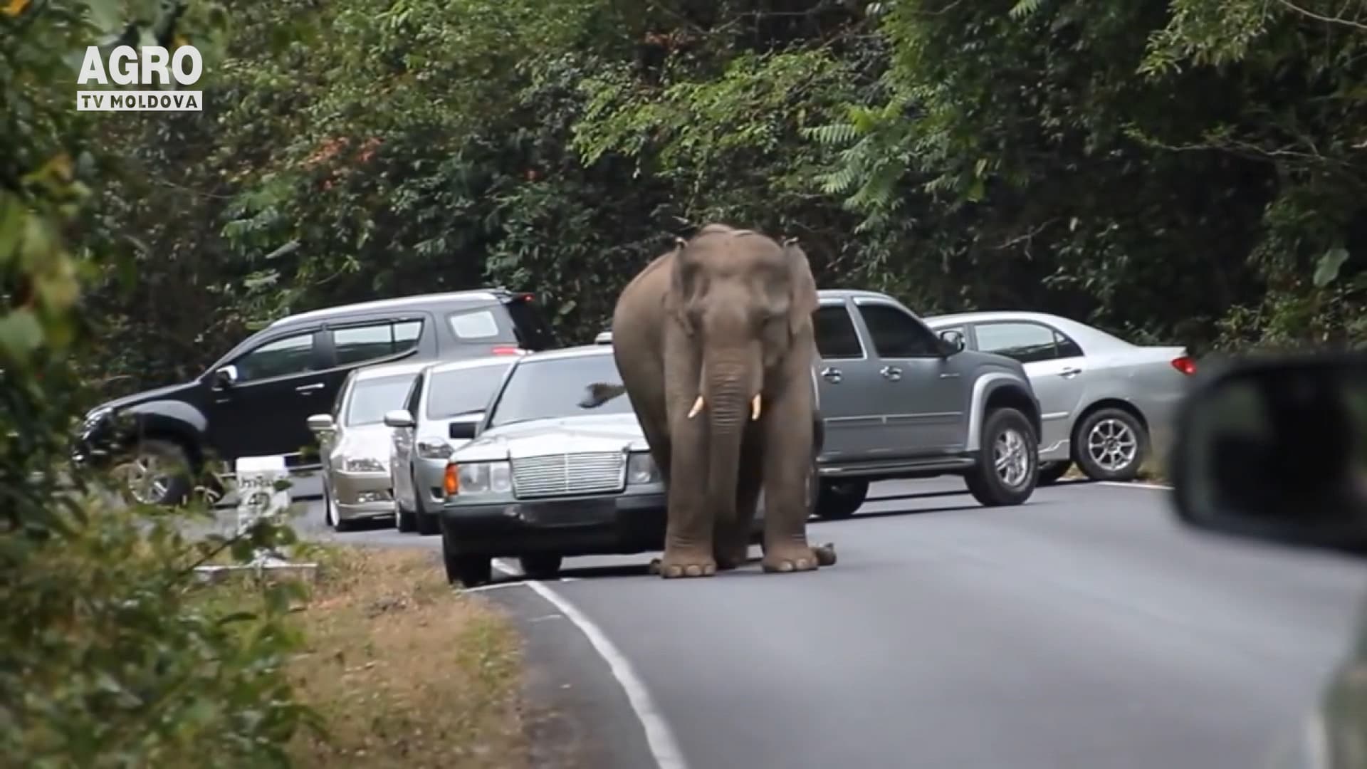 Cei 7 ani ai unui elefant