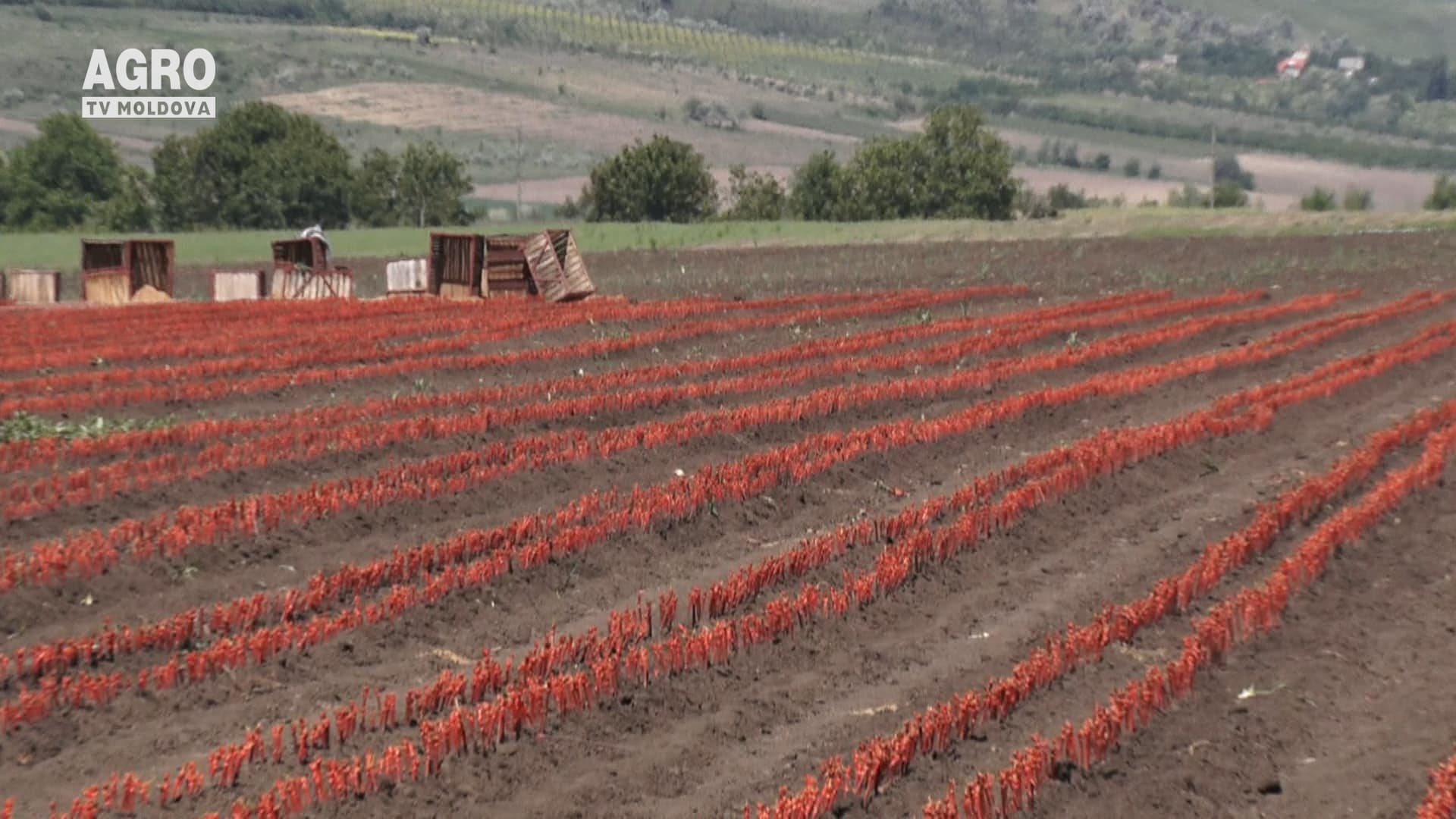 Plantarea viilor nu trebuie amânată