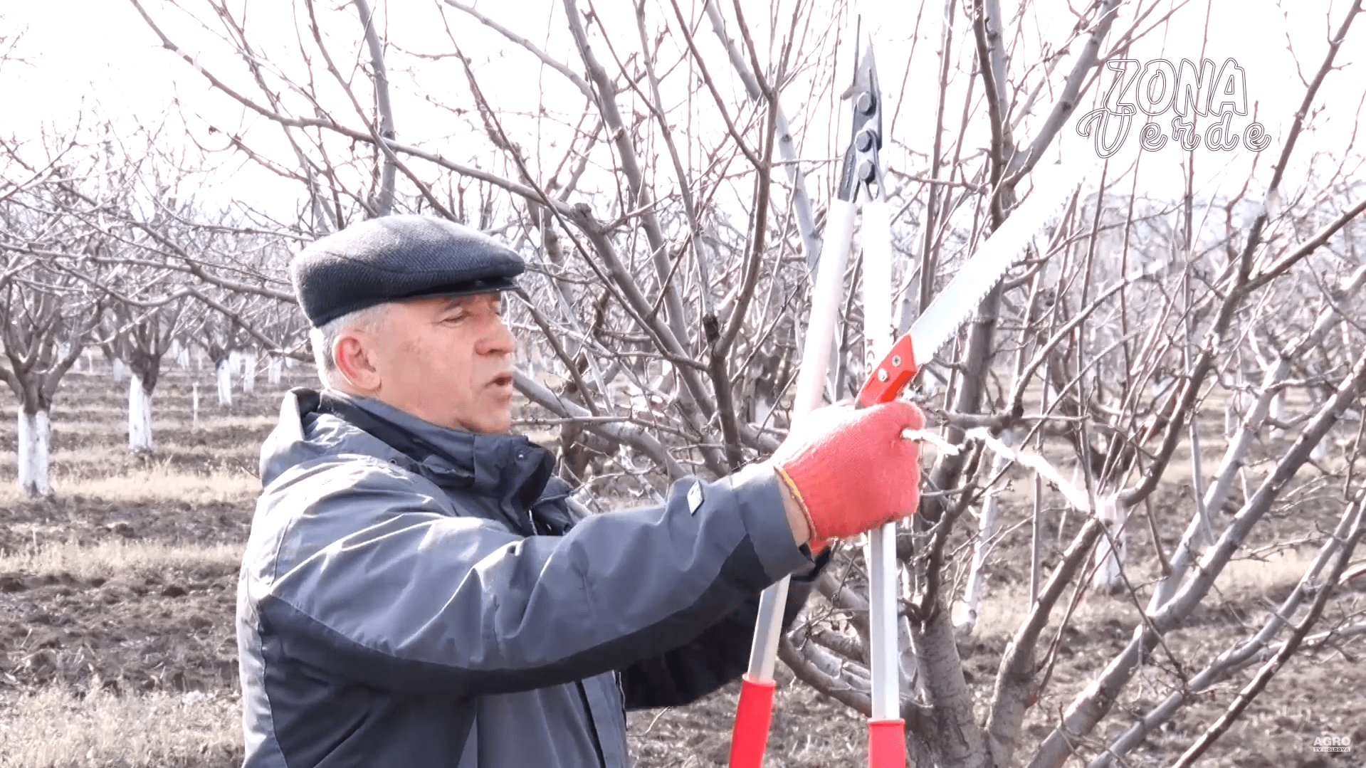 ZONA VERDE – SFATURI PRACTICE PENTRU CURĂȚAREA POMILOR