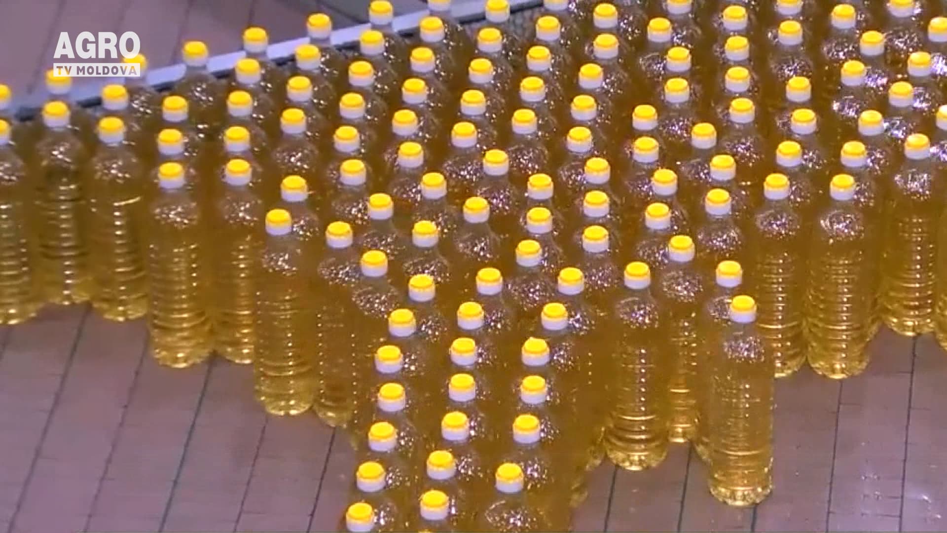 „Floarea Soarelui” și-a reluat activitatea