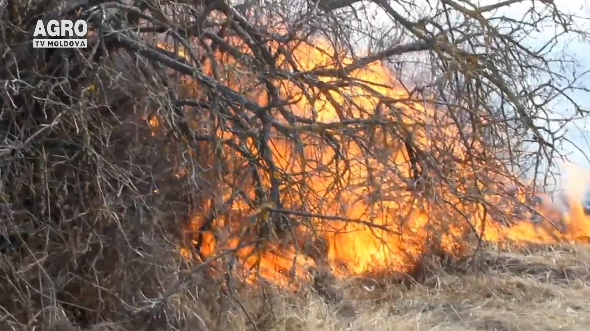 Mii de hectare, afectate de flăcări