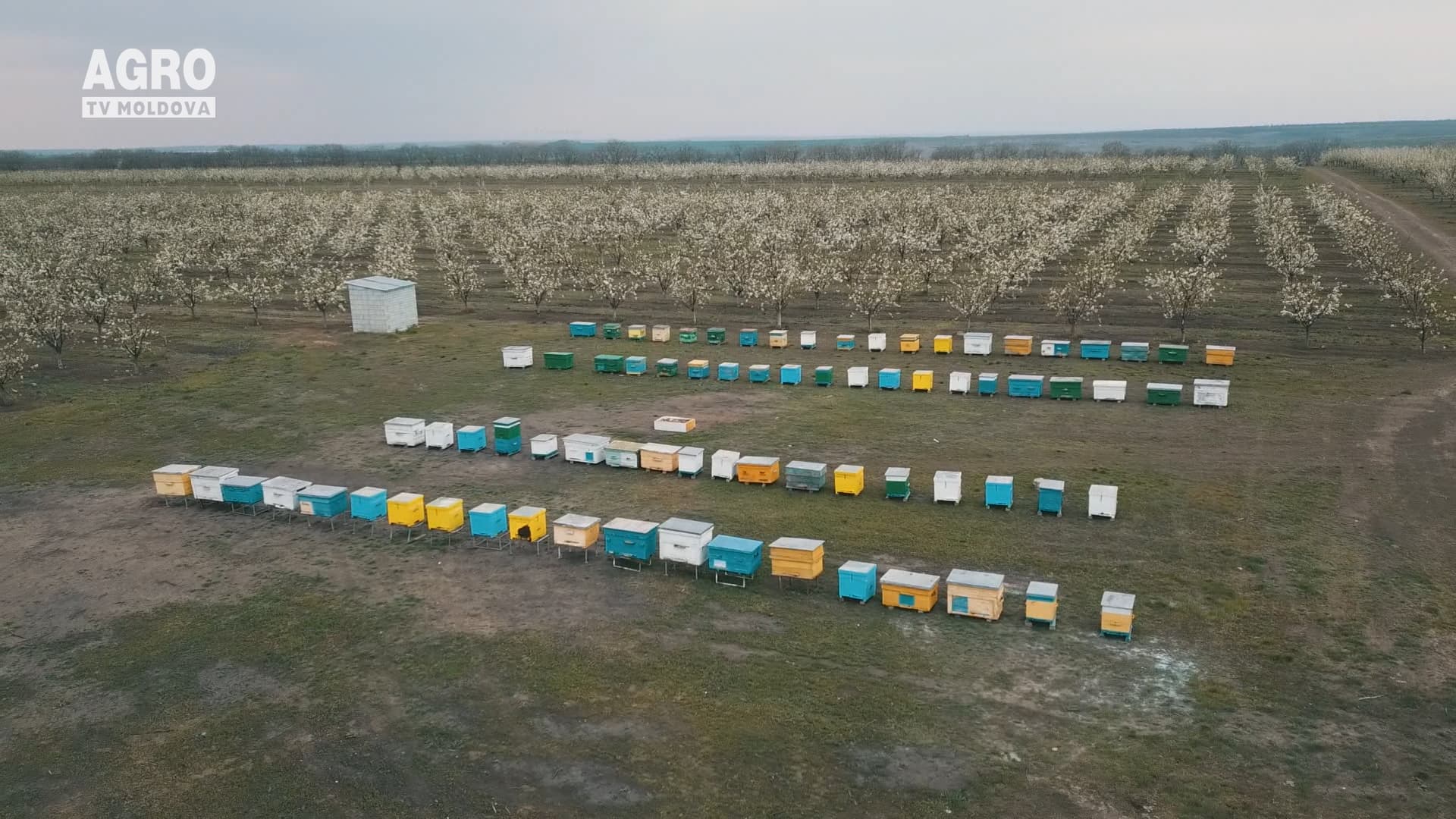 Să prevenim intoxicarea albinelor