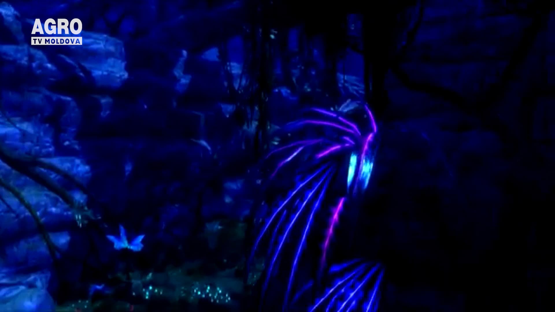 Din lumina plantelor